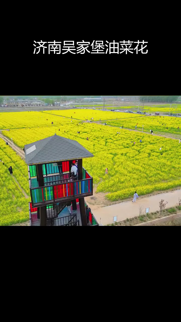 吴家堡油菜花田,济南周边最值得去的免费景点