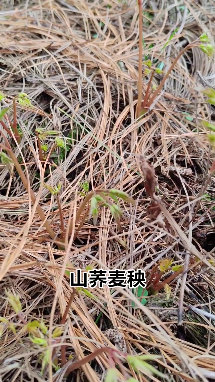 春天野菜大丰收,荞麦秧下来了!喜欢采山菜的赶紧行动吧