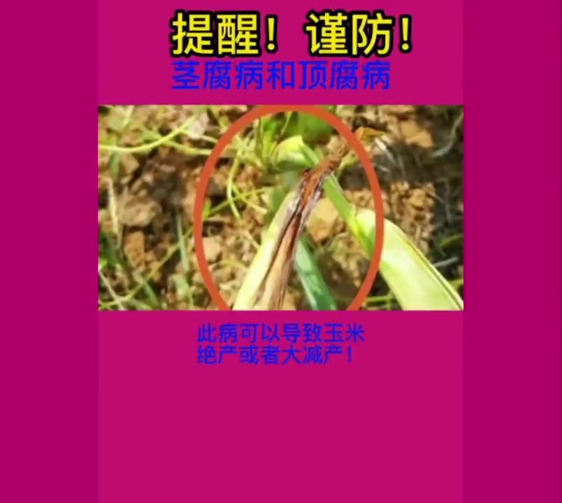 大雨后玉米易得病害,茎基腐和顶腐病防治技巧