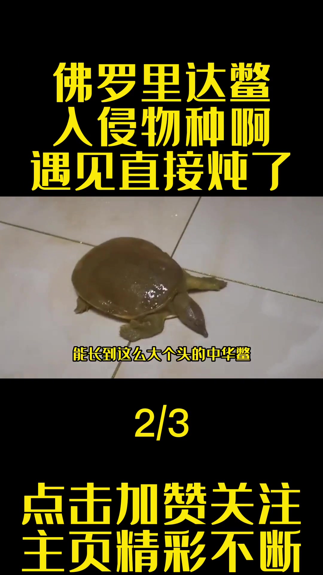 佛罗里达鳖入侵黄河，中华鳖遭替代成“千年大王”