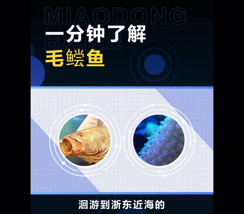 毛鲿鱼,百年成长,海洋洄游的珍稀巨型鱼类。