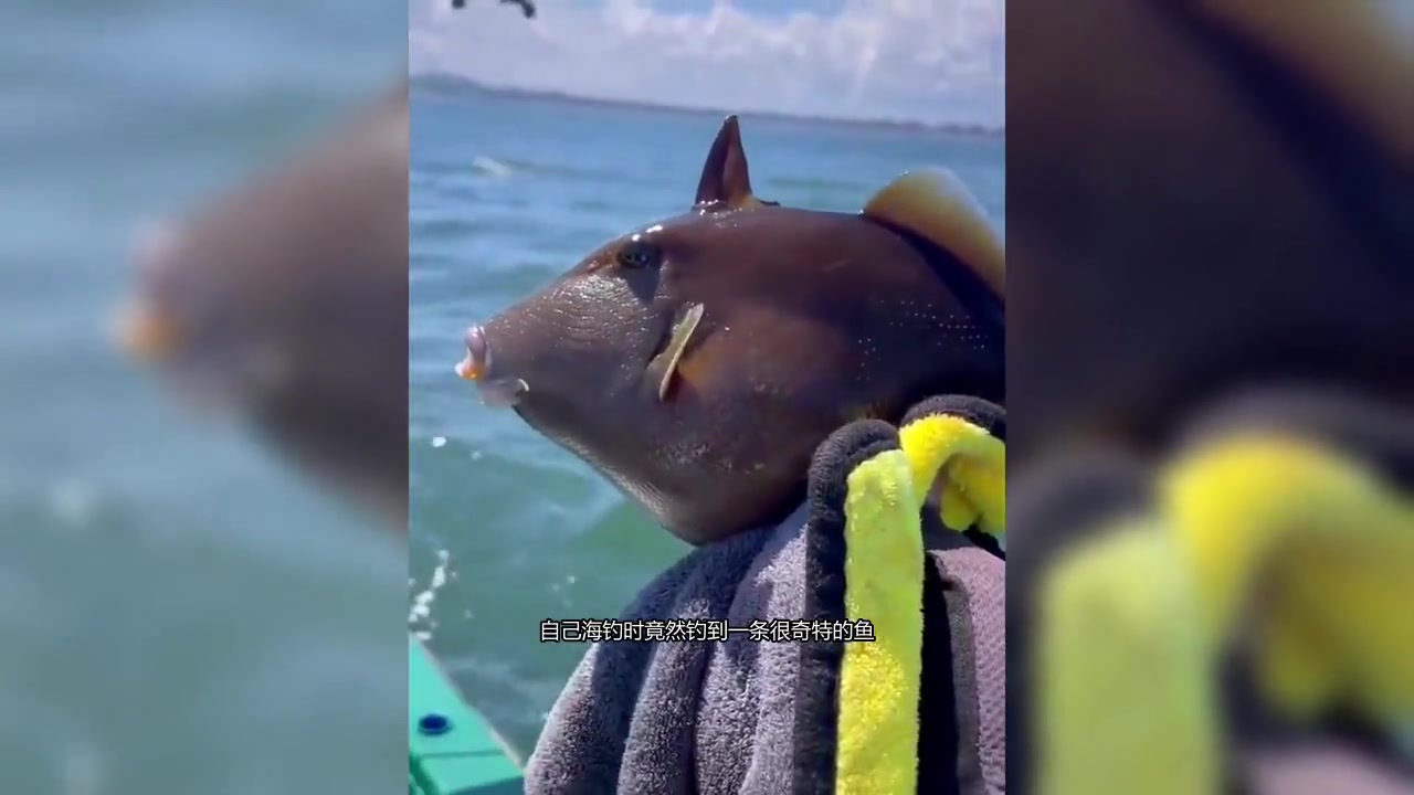 大海深处惊现奇特猪鱼，眼睛鼻子都像极了现实中的猪！