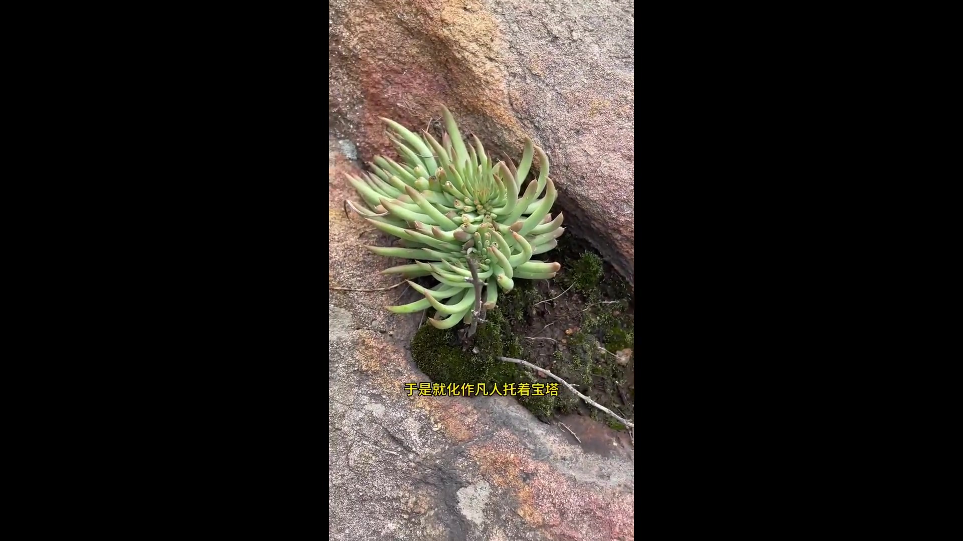 瓦松草的传奇故事:唐太宗时期的民间良方