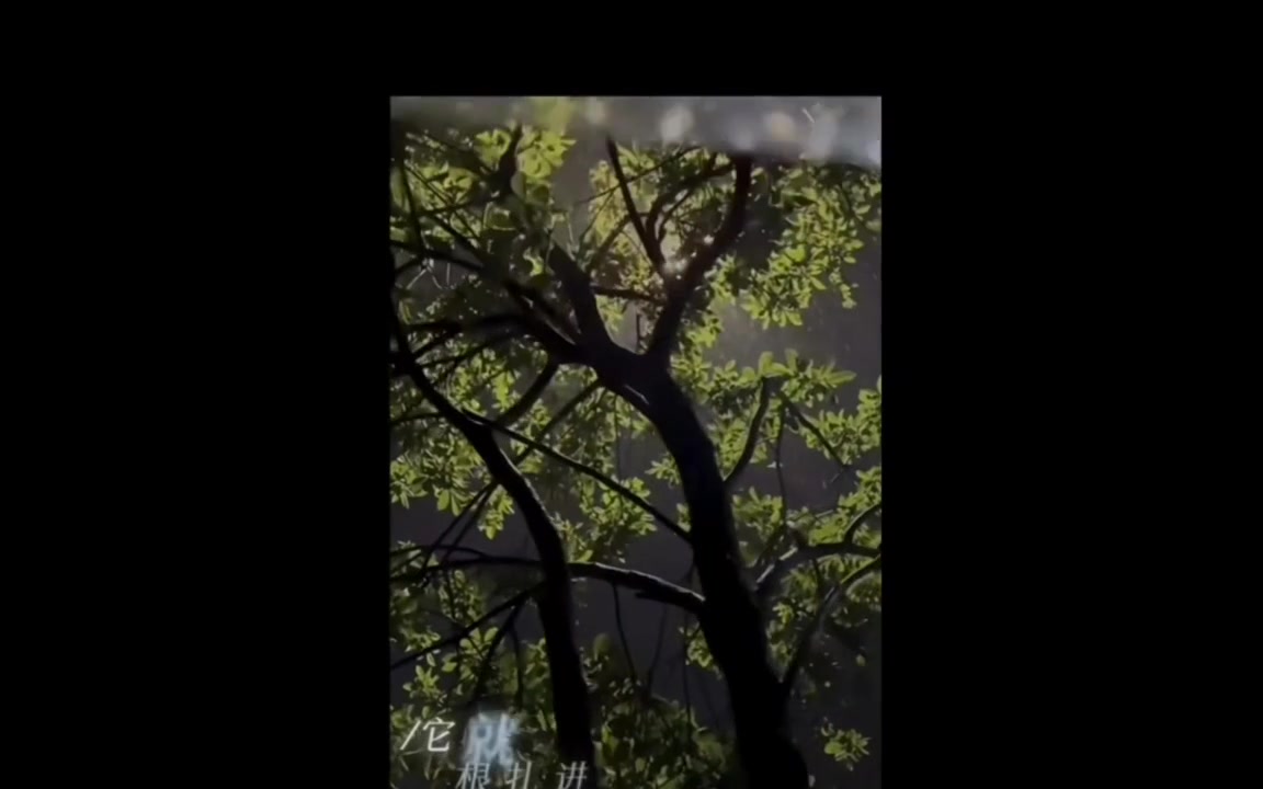 猫小九的经典语句:剪得不好,将就着看吧