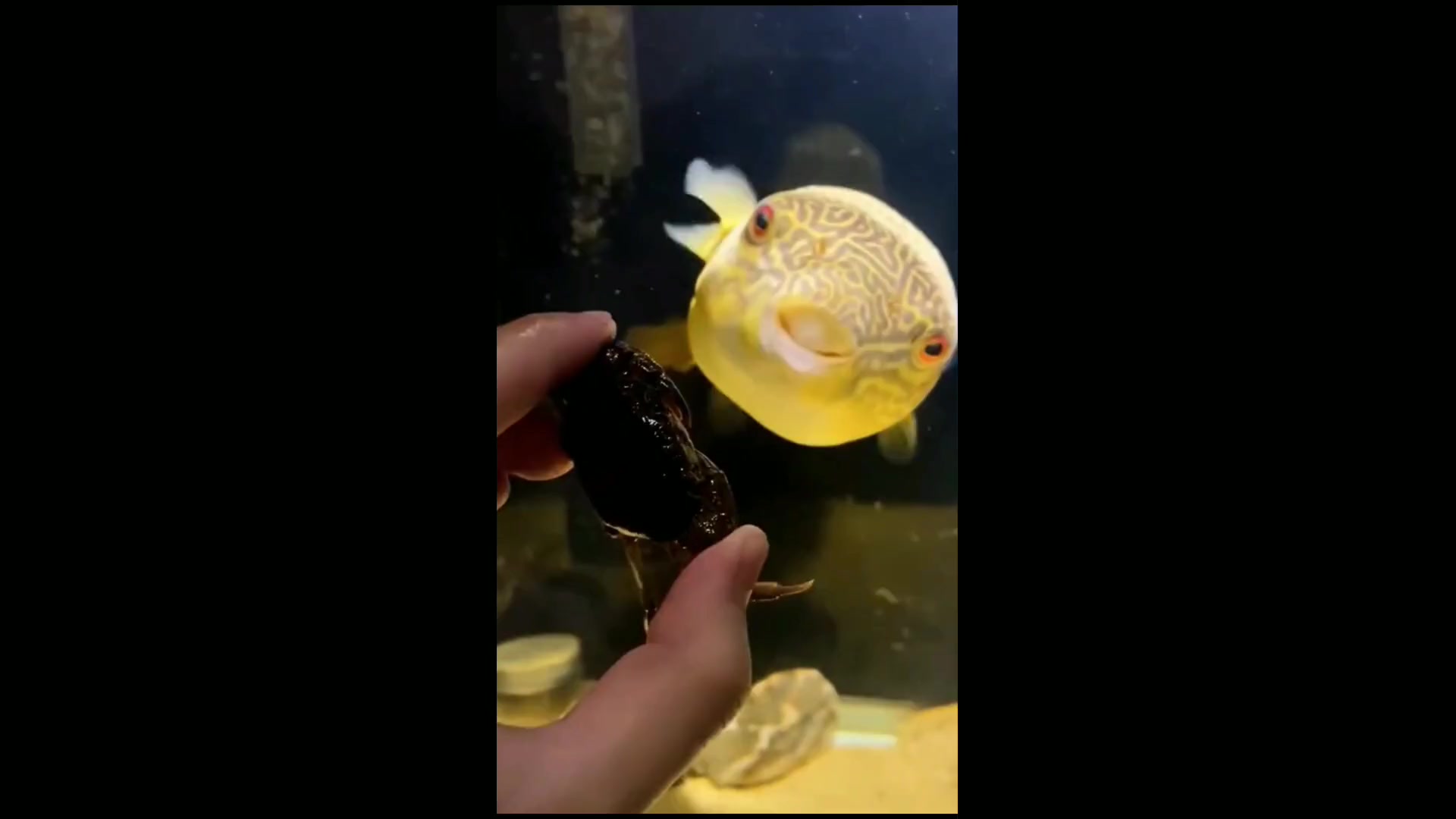 河豚鱼:凶猛又可爱的观赏鱼,互动性满分