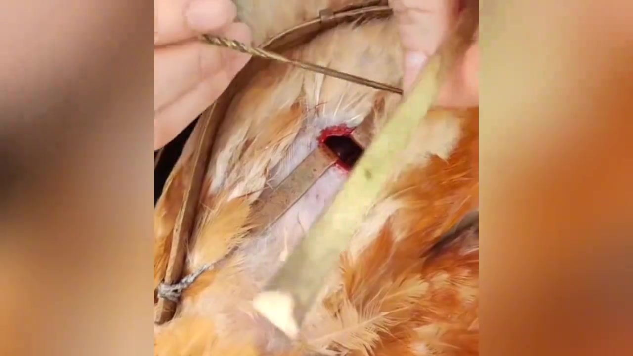 农村阉鸡技艺大揭秘，手艺人的独特技巧