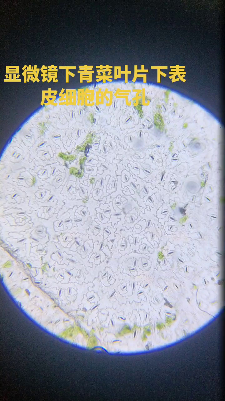 叶片表皮细胞的微观世界