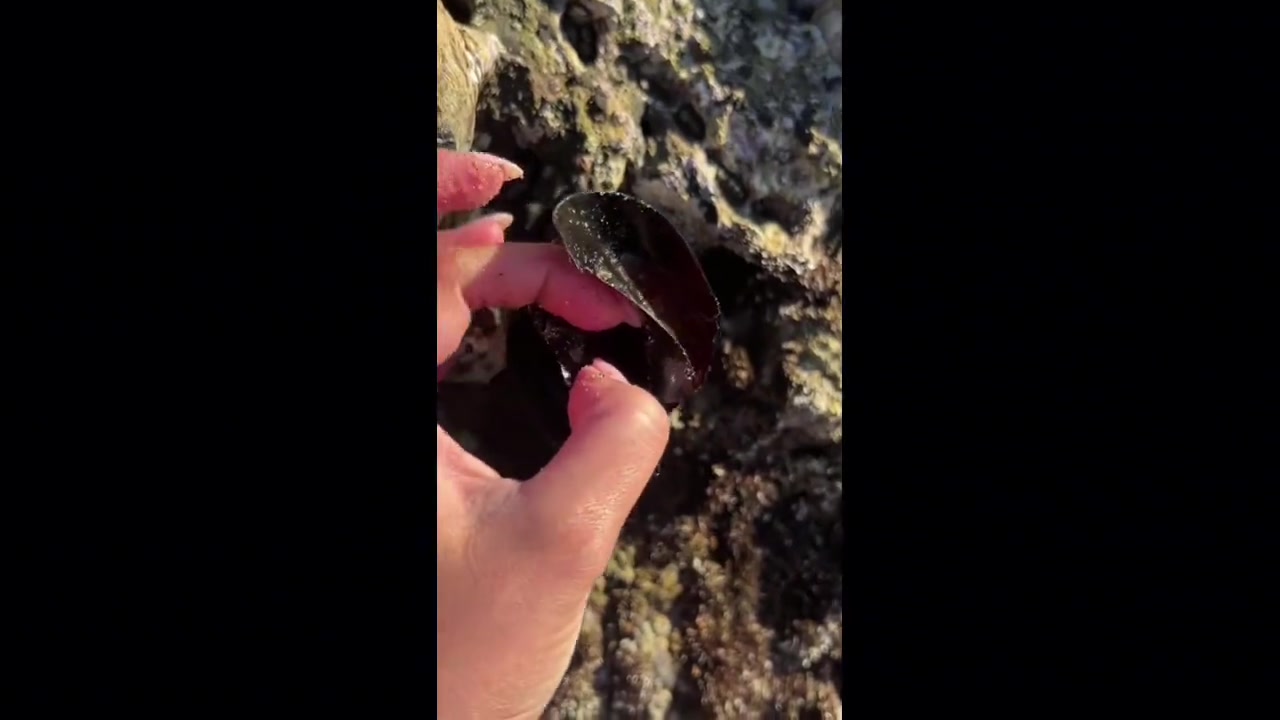 鲨鱼卵的独特螺旋形状，竟然是这样保护幼崽！