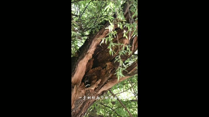沈阳清河半岛温泉:放松身心的理想之地