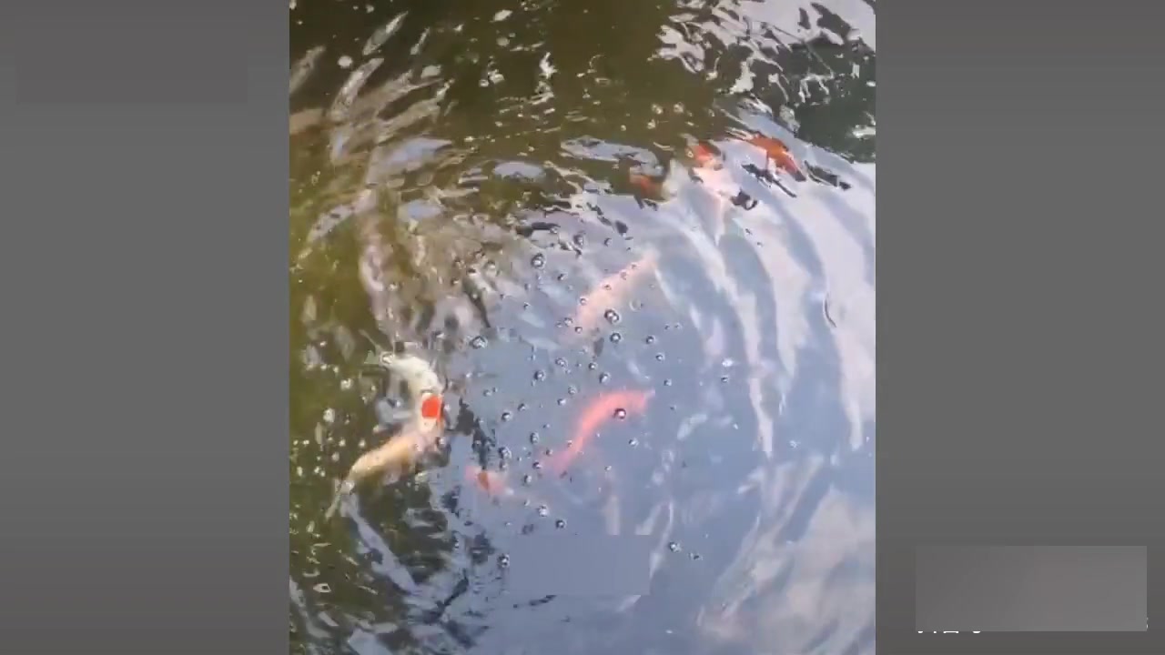 锦鲤检疫小技巧，鱼馒头轻松搞定