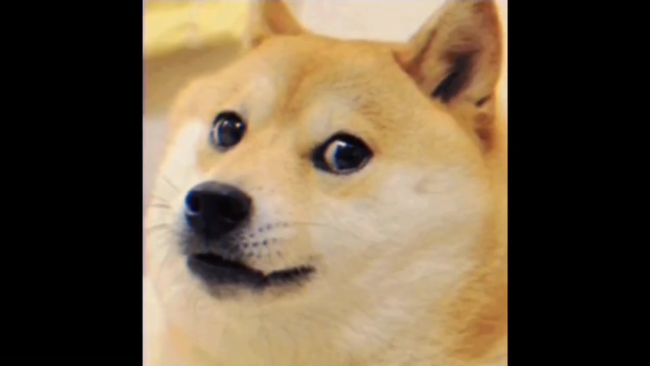 柴犬表情包,眼神搞笑,仿佛被电击一般。