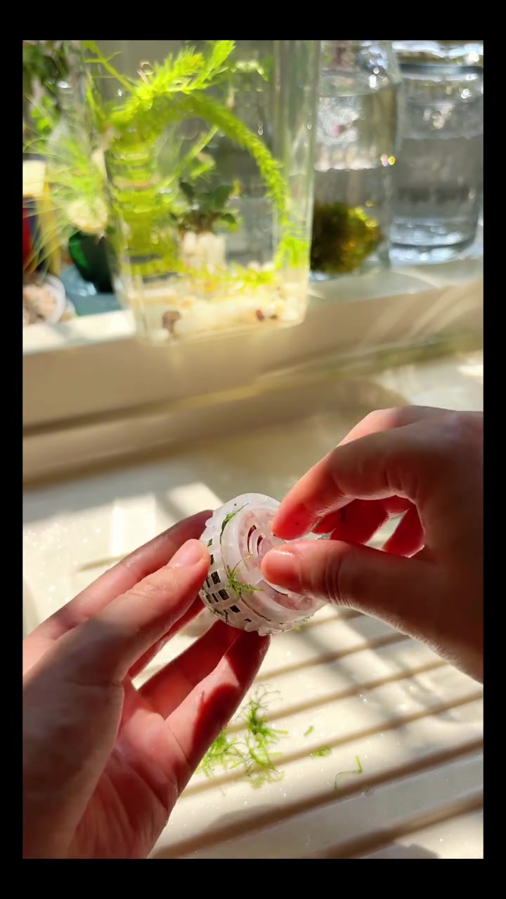 这个鱼缸竟然能当壁纸，太神奇了！