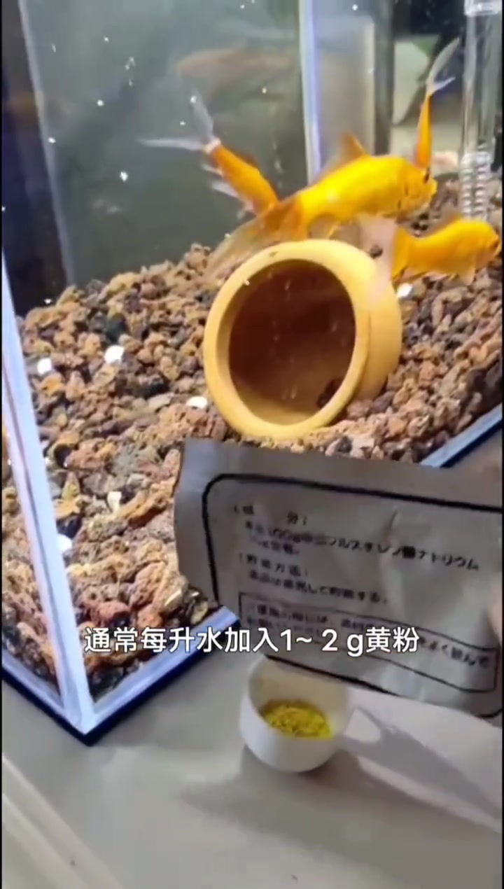 黄粉治疗鱼病全攻略:使用方法与注意事项