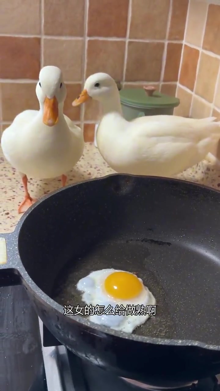 早晨的科尔鸭蛋,简单烹饪香气扑鼻!