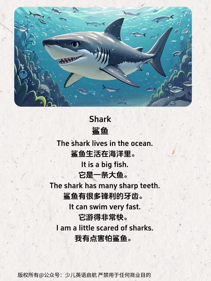 鲨鱼大揭秘:锋利的牙齿和超快的游泳速度,让人有点怕!