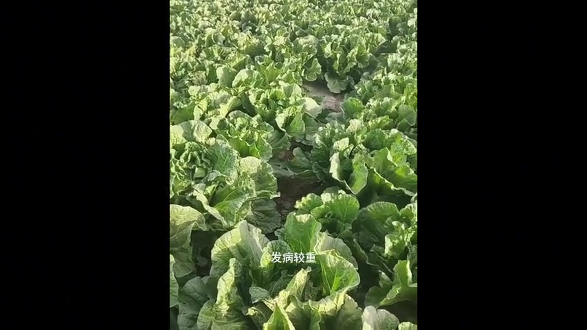 大白菜软腐病发病规律与防治方法