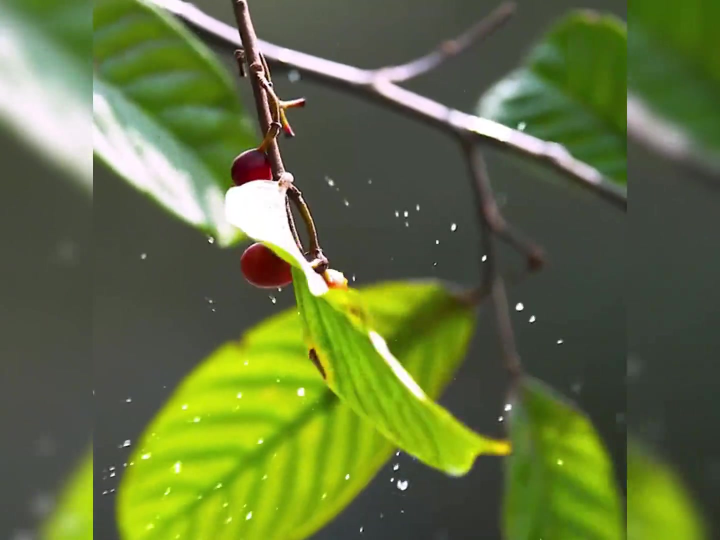 苏丹鱼巧妙捕食,坐享果实掉落之利