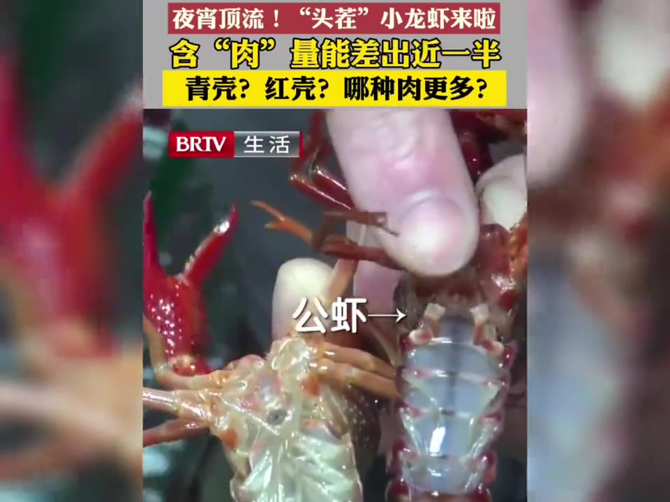 青虾红虾大比拼,哪种更值?肉多又实惠!