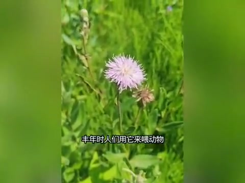 刺儿菜:农民眼中的杂草,却是止血良药