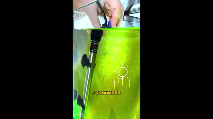 鱼得白点病怎么办?高温治疗最有效