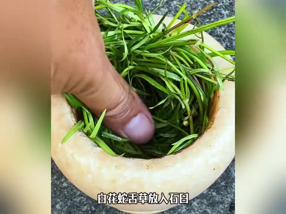 白花蛇舌草:稻田里的辣条死对头,竟是这种植物!