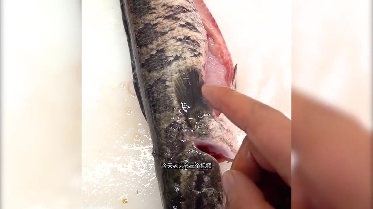 墨鱼须酸辣美味,家常做法大揭秘