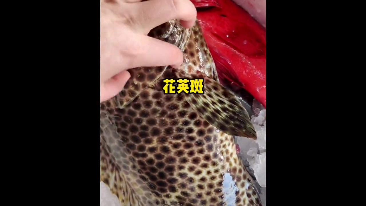 20种石斑鱼,你能认出几种?