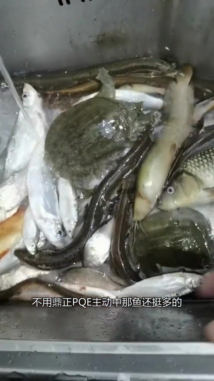 甲鱼太小,钓红鲤鱼更有趣