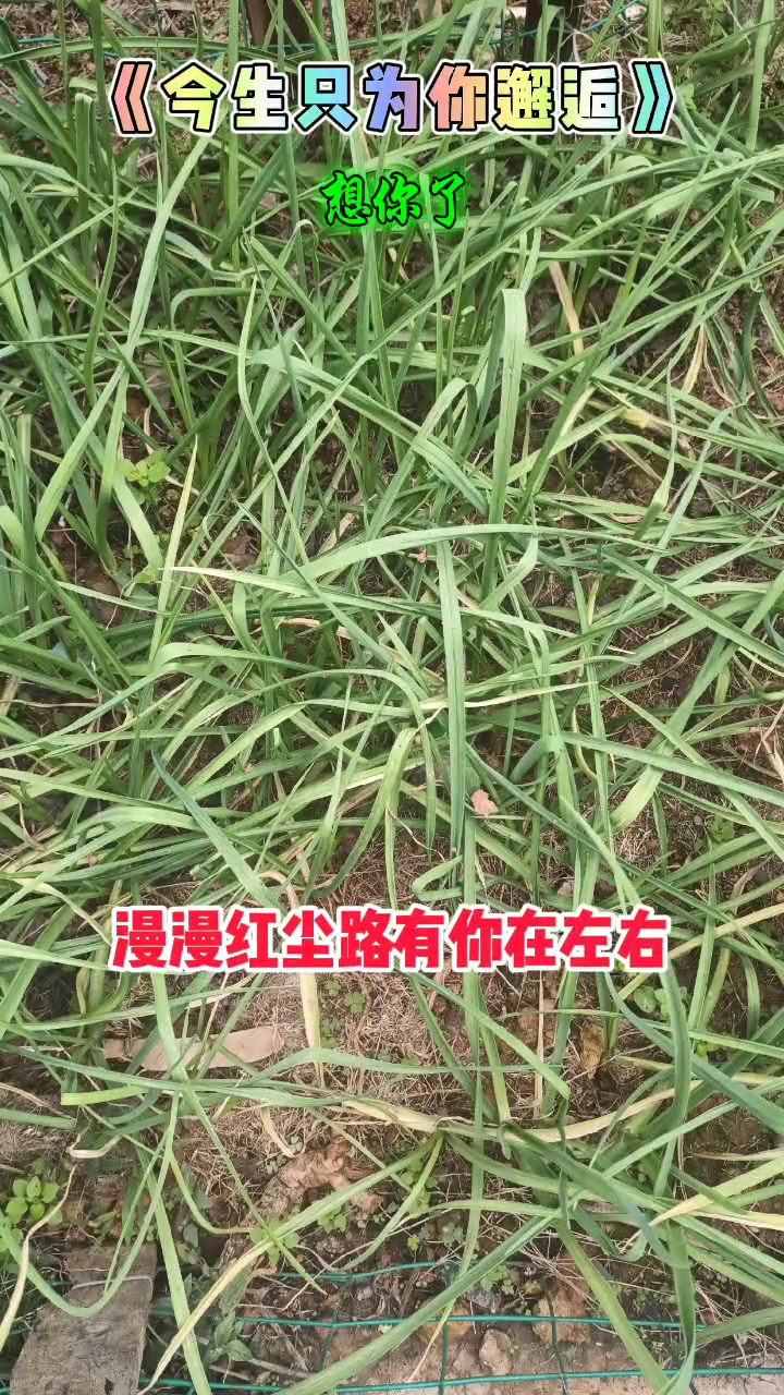 乡村绿色蔬菜,纯天然的味道等你来体验