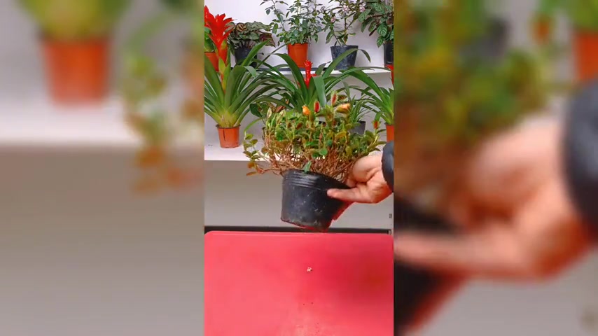 金鱼花养殖技巧大公开,轻松掌握花期管理