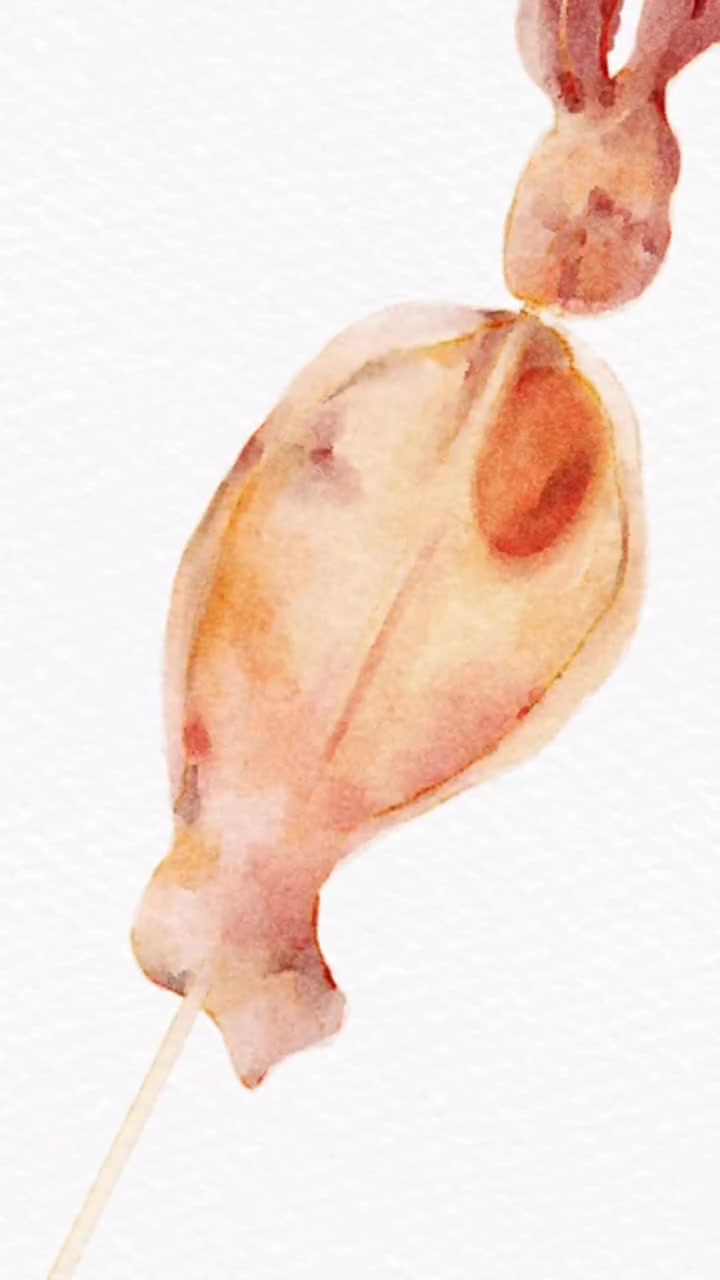 火爆鱿鱼大快朵颐，吃不停歇！