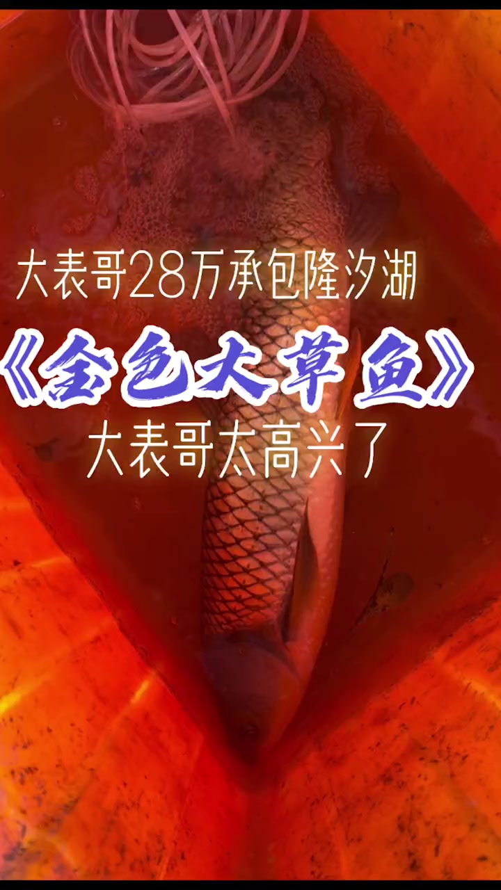 大表哥抽水捕鱼,意外捕获金色草鱼,兴奋不已!