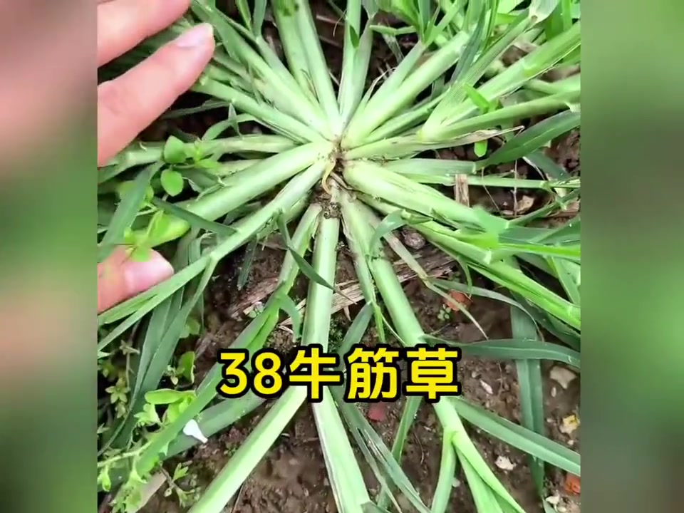 80种常见农村中草药，了解它们的功效与作用