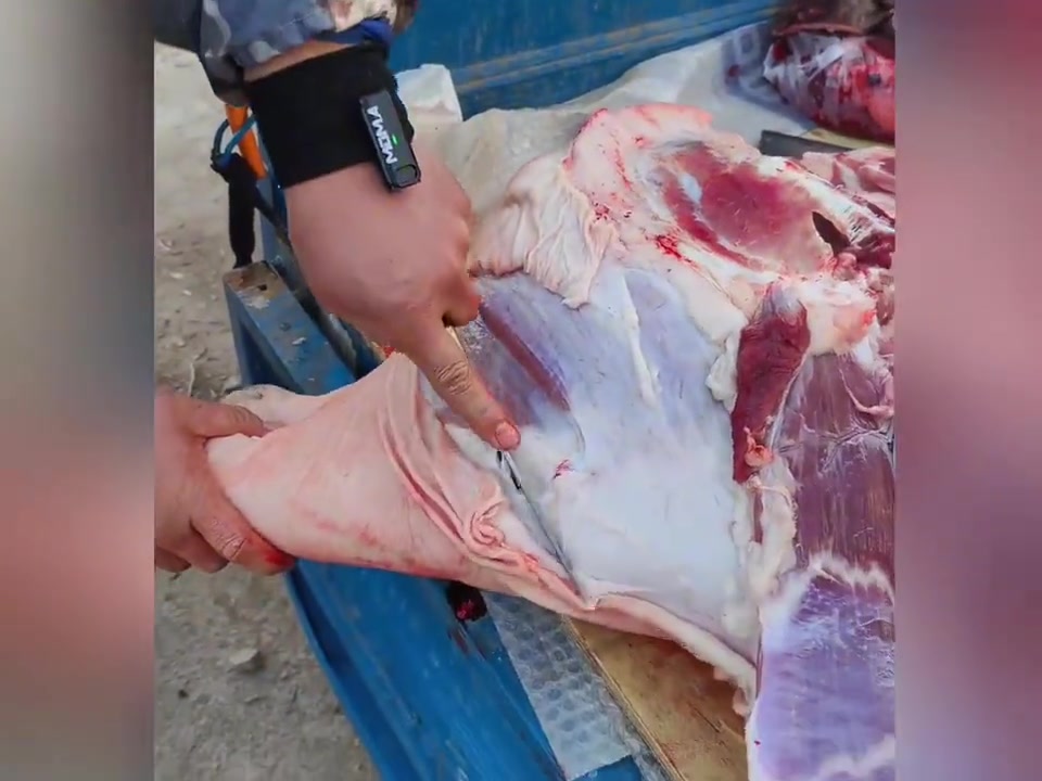 猪肉分解全过程,轻松学会杀猪技巧!