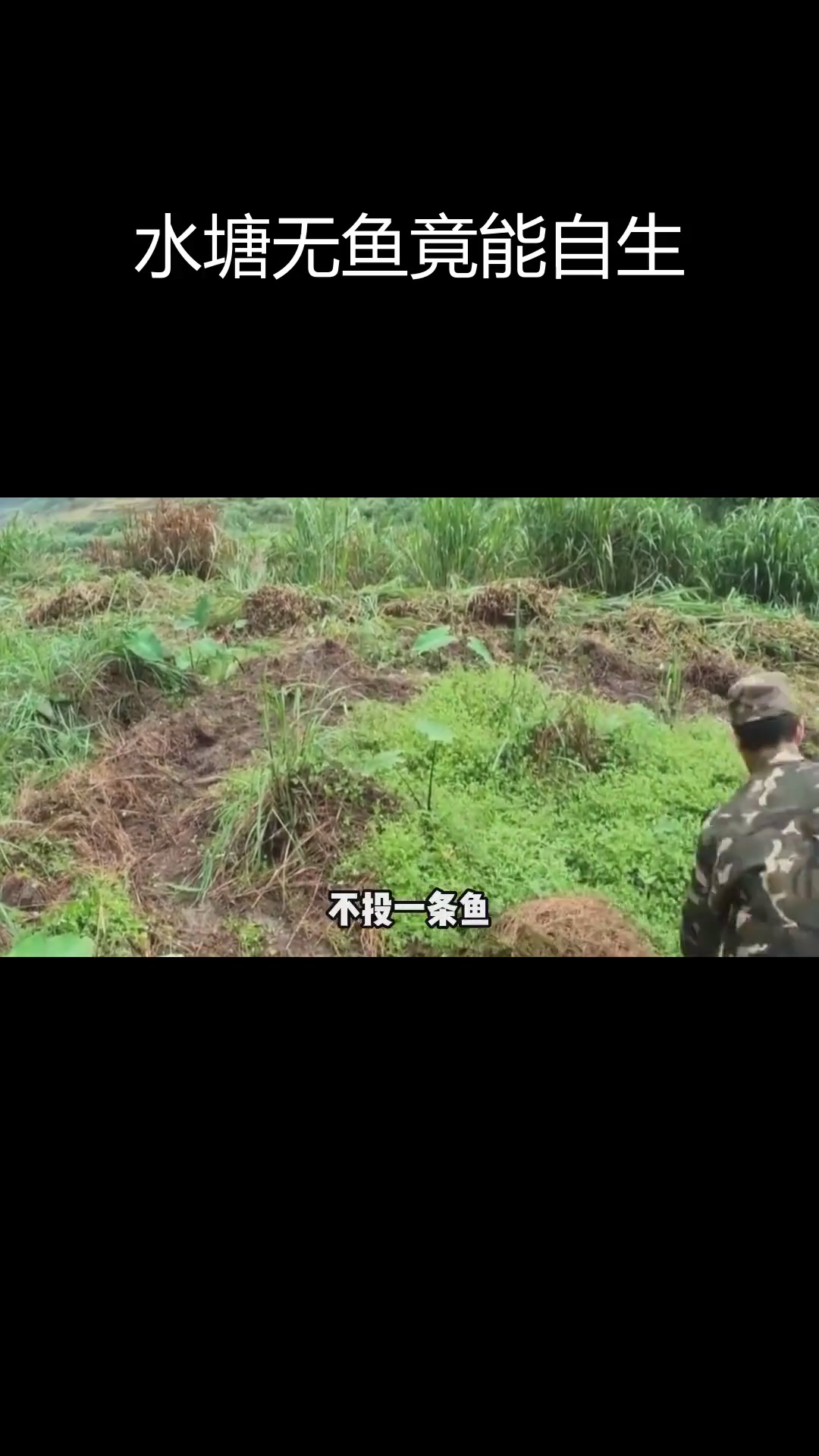 空地挖水塘,不投鱼苗也能有鱼?揭秘“草生鱼”现象