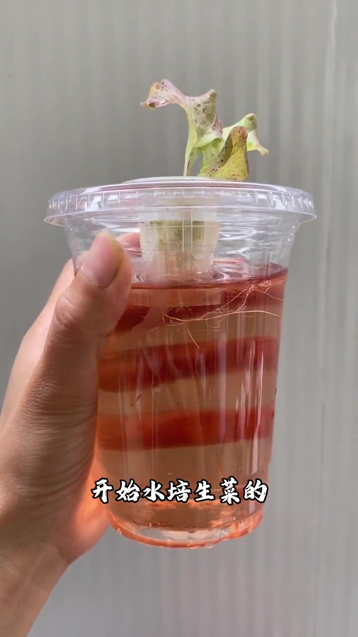 30天水培生菜,轻松搞定!
