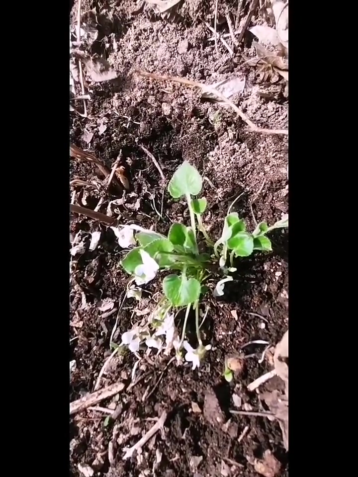 山坡草地中的野菜,你叫它什么名字?