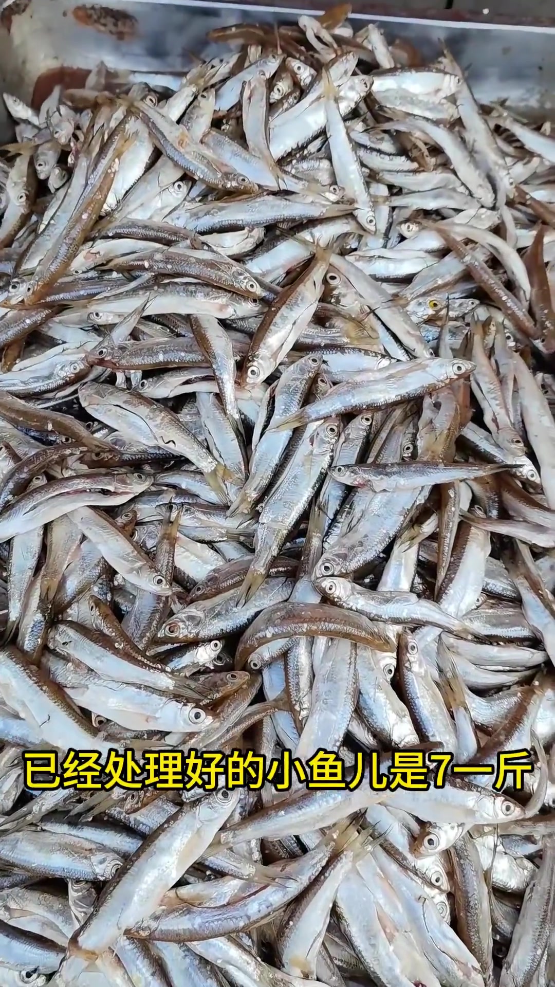 1月8日漯河万邦水产市场价格大揭秘,鱼虾蟹一网打尽