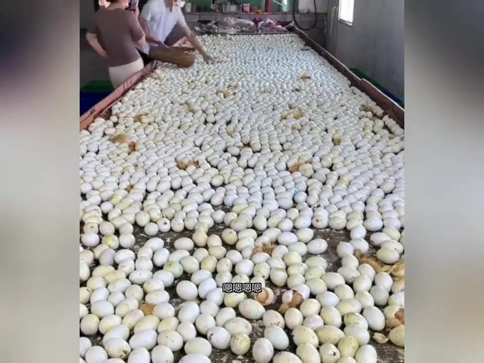 小鸭孵化全过程，捡不完的乐趣与成就感